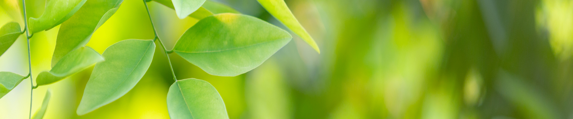 https://earthboss.net/wp-content/uploads/2021/04/banner_leaves.jpg
